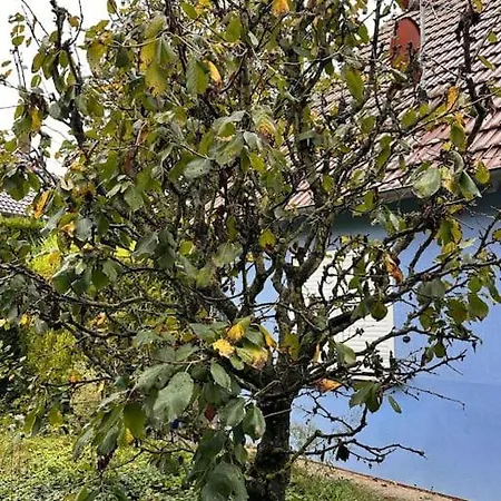 Jungle House - Maison Casa de Férias