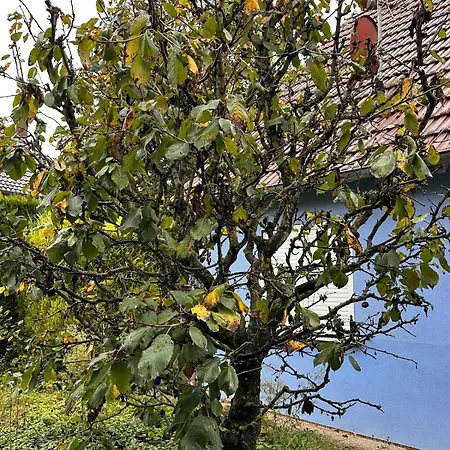 Jungle House - Maison *